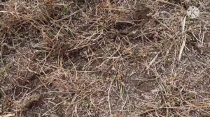 аммофос на люцерну