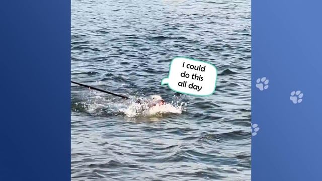 Pit Bull Loves Water So Much Her Owners Got Her A Swimming Pool смотреть онлайн