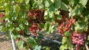 Виноград Подарок Несветая 2024.mp4