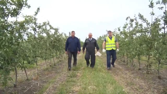 Установка феромонных ловушек в саду.mp4 смотреть онлайн