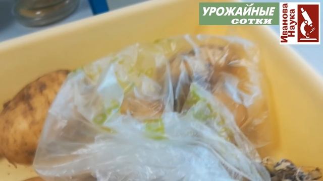 2 урожая картофеля - это реально! ИМЕННО ТАК можно получить второй урожай молодого картофеля. смотреть онлайн