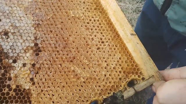 Мёд сел в рамках что делать смотреть онлайн