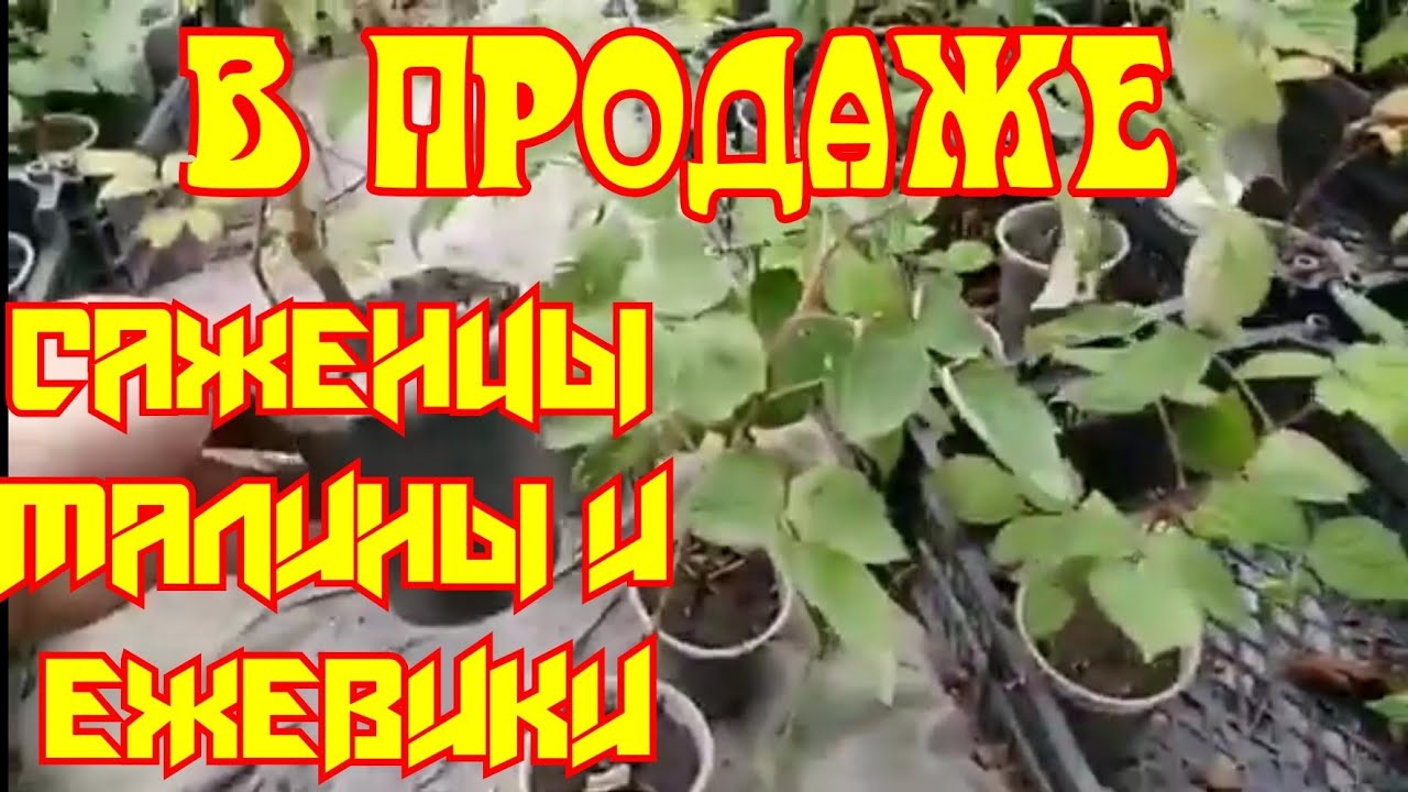 САЖЕНЦЫ МАЛИНЫ и ЕЖЕВИКИ! смотреть онлайн