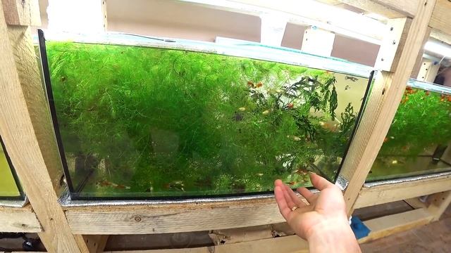 Гуппи - дикий метод получения малька смотреть онлайн