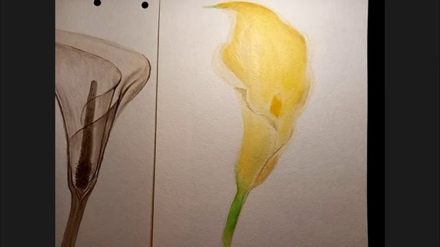 Калла #Урок #Живопись #Акварель #ПостроениеЦветов смотреть онлайн