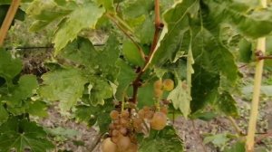 Виноград для Сибири. Алтайский край. На бывшем участке Ростислава Шарова.