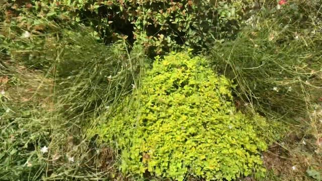 ☀️ Sundrop Spirea/ Double Play Red Spirea Update Nice Hardy Flowering Shrubs