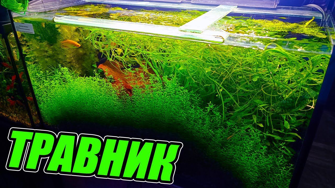 Продажа аквариумных растений из аквариумов травников смотреть онлайн