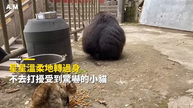 One-Armed Monkey Xingxing Taken In For Over A Decade By Grandma Shows Tender Care For Stray Cat