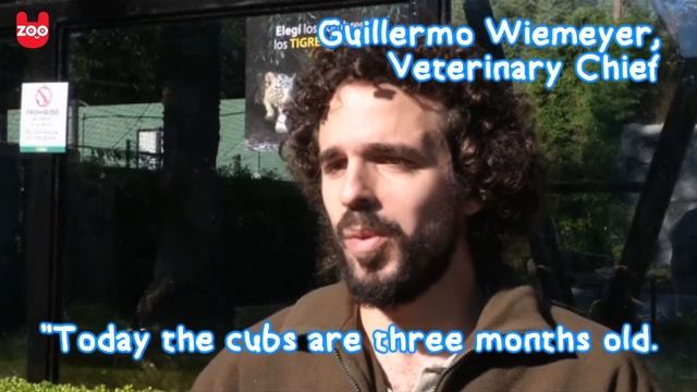 3 Rare White Bengal Tiger Cubs смотреть онлайн