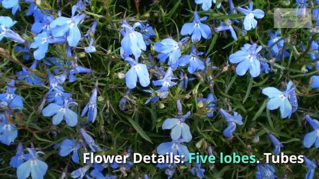 Lobelia Growing Guide (Cardinal Flower) By GardenersHQ