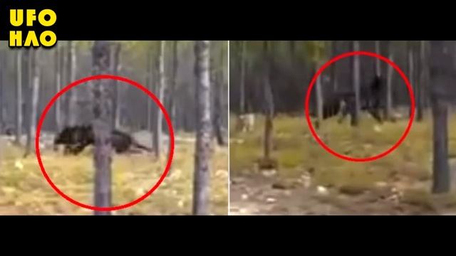 Непонятный зверь напал на человека с собакой в лесу смотреть онлайн