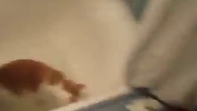 Мася моется