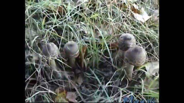 Супер грибы ! Зонтики в лесу ! Как приготовить. смотреть онлайн