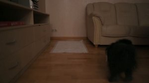 Как соброать мочу у собаки? Собираю мочу шпица Юрича | Шпиц Юрич