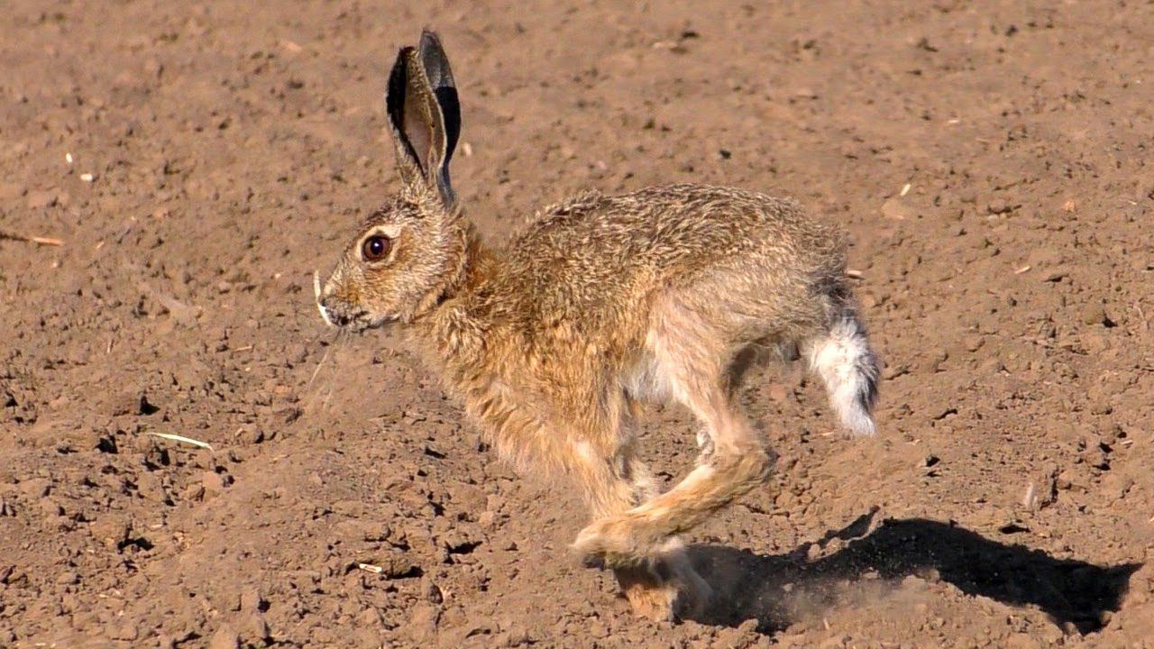 Маленький Русачок / Little baby hare смотреть онлайн