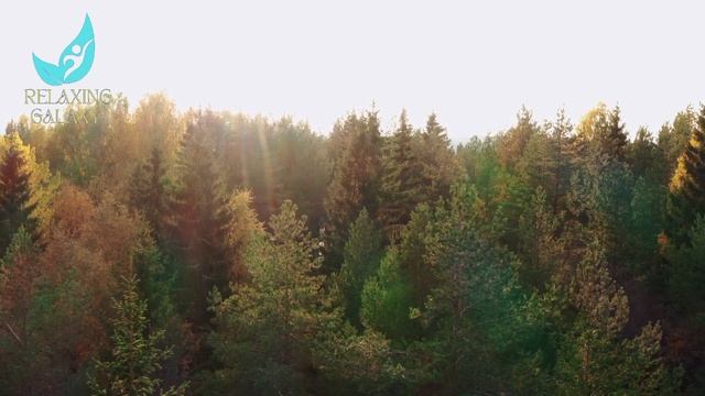 Morning In Forest With Relaxing Music For Stress Relief And Healing. Meditation Music, Relaxation.