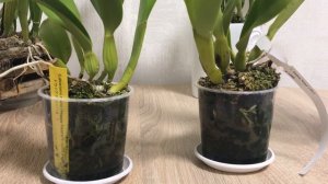 Cattleya dowiana, часть 2. Раскрываю секреты ухода.
