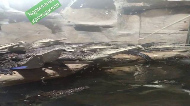 В аквариуме кормят маленьких крокодилов. смотреть онлайн