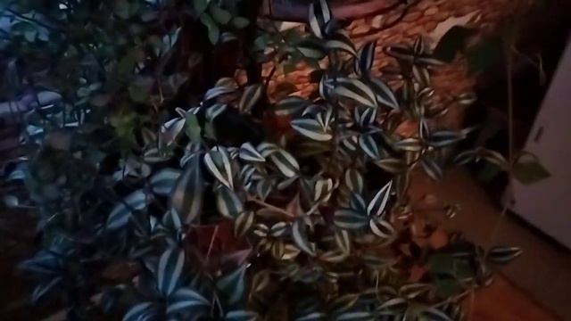 Ампельные растения. смотреть онлайн