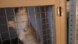 УРА! МОЙ ПЕРВЫЙ В ЖИЗНИ ПИТОМЕЦ! VLOG: покупаем настоящего кролика и оригинальный шарик LOL PETS