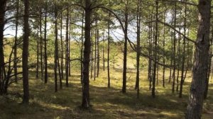 Биография Д.Н. Мамина- Сибиряка для учащихся начальной школы