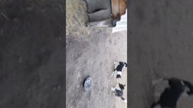 лайки 4,5месяцев всл смотреть онлайн