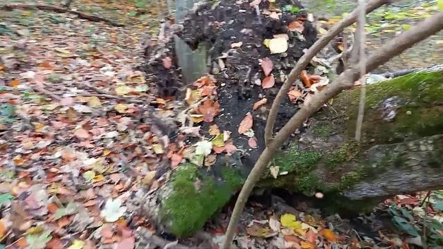 Опеньки . Опята. grzyby. mushrooms смотреть онлайн