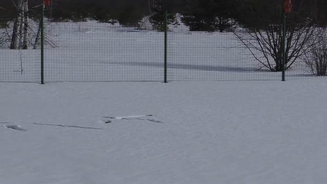 Лесные куропатки на огороде 2018 03 20 смотреть онлайн