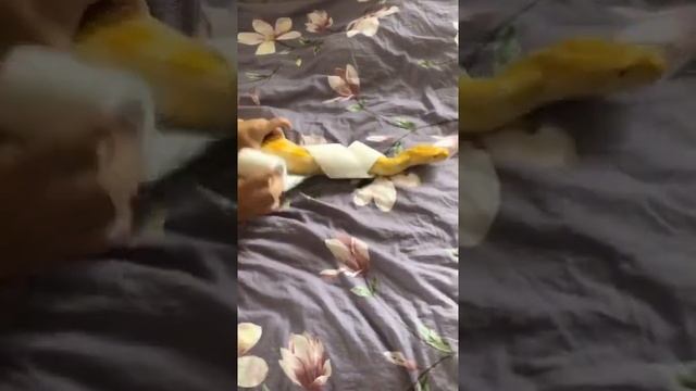 Брею ее раз в неделю смотреть онлайн