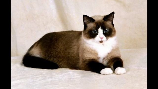 Акана корм для кошек цена