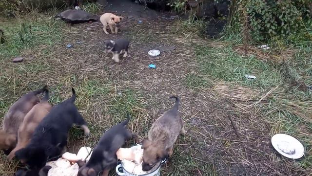 Видел сегодня Рыжего,но не снял... смотреть онлайн