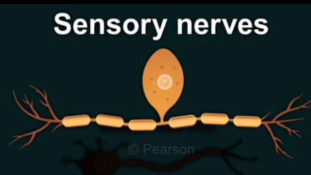 The || nervous || system смотреть онлайн