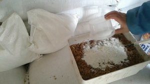 Чем кормить весной суточный рацион кур-несушек #мешанкадлянесушек #несушка #курятник #broodyhen #he