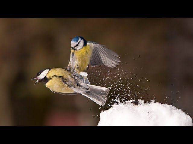 Синички дико атакуют кусок сала!Редкие кадры! смотреть онлайн