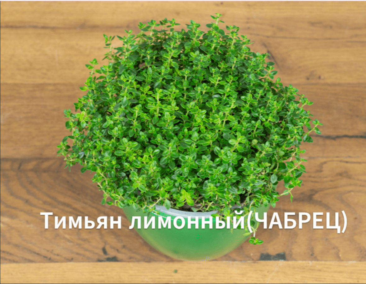 Как сажать тимьян лимонный(чабрец). Выращиваем лимонный чабрец(тимьян) на рассаду. смотреть онлайн