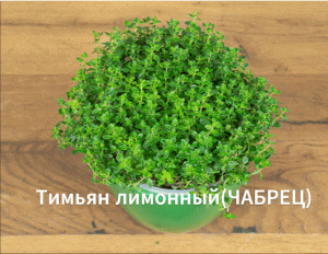 Как сажать тимьян лимонный(чабрец). Выращиваем лимонный чабрец(тимьян) на рассаду.