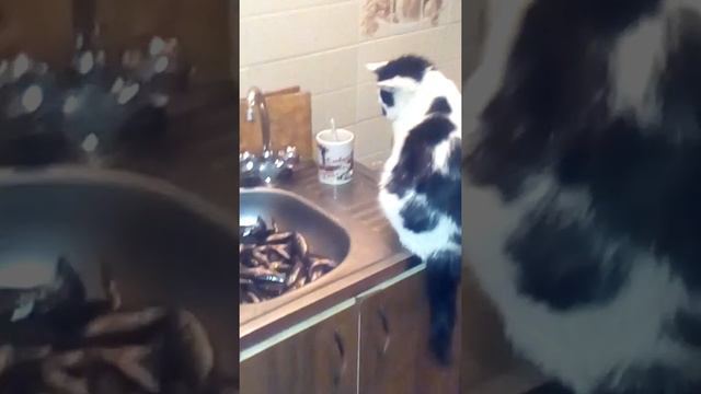 Кошка с не хочет есть рыбку смотреть онлайн