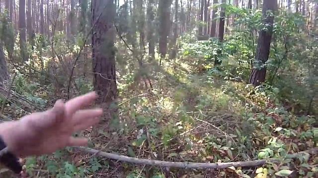 Заготовка дров без пилы и топора смотреть онлайн