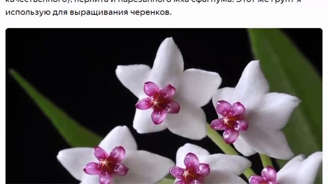 ХОЙЯ БЕЛЛА и непрерывное цветение смотреть онлайн