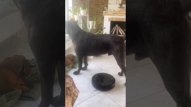 И ни отойду..#кане корсо #canecorso