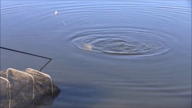 Фидерная ловля. Резиновый амортизатор. смотреть онлайн