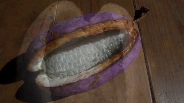 L'Akebia, une bonne liane de jardin-forêt смотреть онлайн