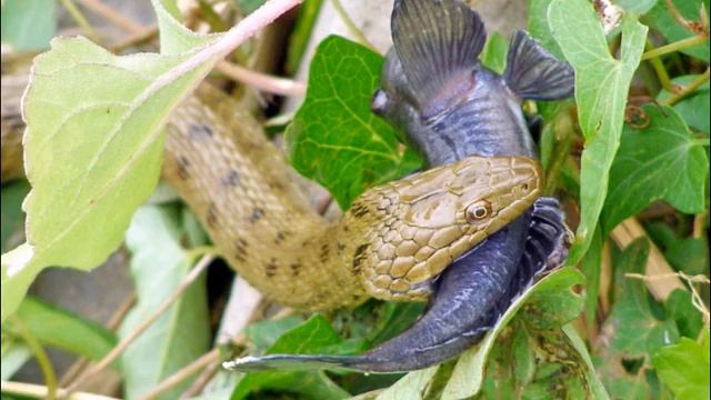 РЕПТИЛИИ КРАСНАЯ КНИГА РОССИИ смотреть онлайн