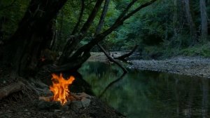 Размножение малины черенками весной