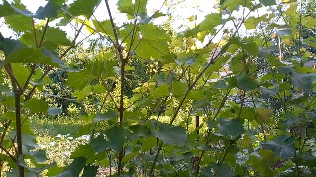 Запах рыбы на винограднике? Это оидиум! Обработайте баковой смесью. смотреть онлайн