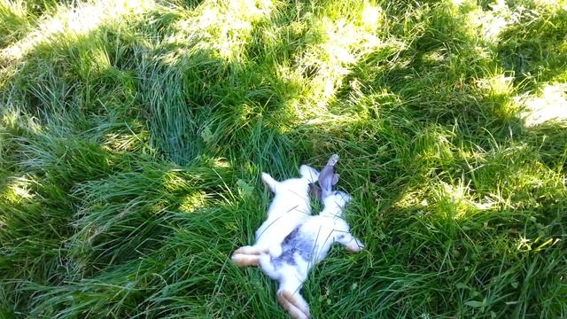 Почему умирают кролики??? смотреть онлайн