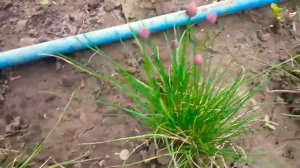 Чеснок декоративный. Плюсы и применение. См. под видео❗???