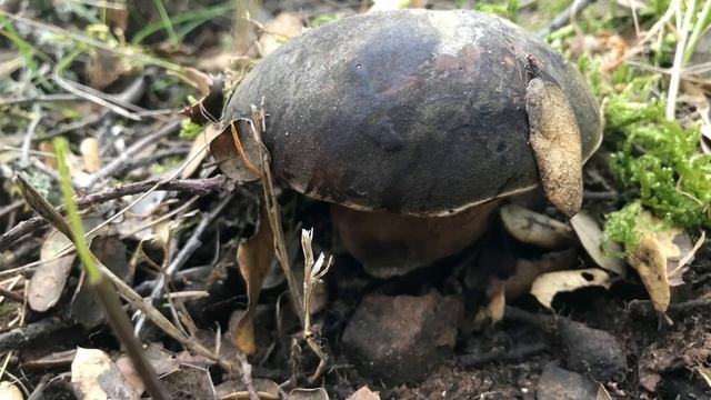 boletus Aereus junio 2018 смотреть онлайн