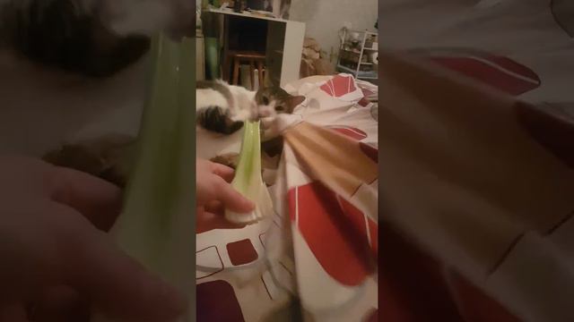 #кот# И #сельдерей# смотреть онлайн